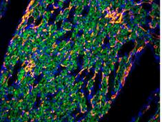 倒置六孔LED熒光附件H6-LED-IMH-細胞 (1)