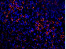 倒置六孔LED熒光附件H6-LED-IMH-細胞 (3)