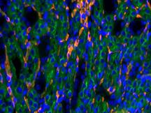 倒置六孔LED熒光附件H6-LED-IMH-細胞 (2)