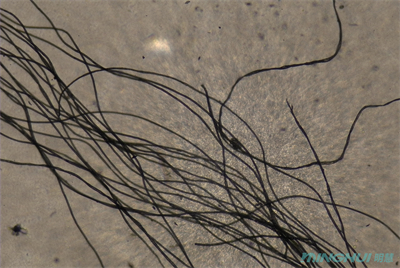 2生物顯微鏡MHL3000應用于觀察纖維