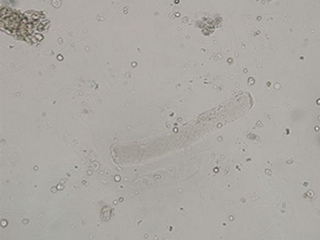 生物顯微鏡3 - 副本