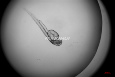 4倍半復(fù)消色差物鏡觀察的效果-NIB910倒置顯微鏡應(yīng)用于斑馬魚心臟研究 4倍半復(fù)消色差物鏡觀察的效果-NIB910倒置顯微鏡應(yīng)用于斑馬魚心臟研究