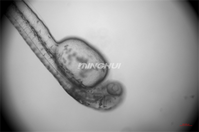 10倍半復(fù)消色差物鏡觀察的效果-NIB910倒置顯微鏡應(yīng)用于斑馬魚心臟研究 10倍半復(fù)消色差物鏡觀察的效果-NIB910倒置顯微鏡應(yīng)用于斑馬魚心臟研究
