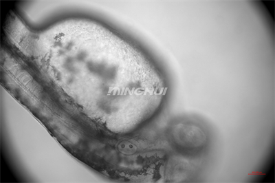 20倍半復(fù)消色差物鏡觀察的效果-NIB910倒置顯微鏡應(yīng)用于斑馬魚心臟研究 20倍半復(fù)消色差物鏡觀察的效果-NIB910倒置顯微鏡應(yīng)用于斑馬魚心臟研究