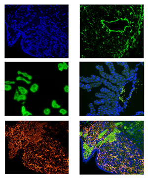 應(yīng)用領(lǐng)域圖片 - 副本.jpg