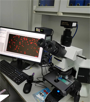 正置三色熒光模塊匹配奧林巴斯BX53顯微鏡應(yīng)用于廣州某三甲醫(yī)院呼吸道病毒檢測