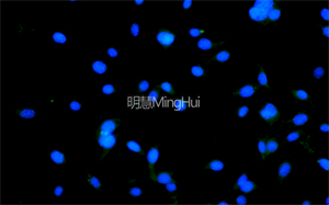 倒置熒光顯微鏡助力活細(xì)胞多色熒光成像1.jpg