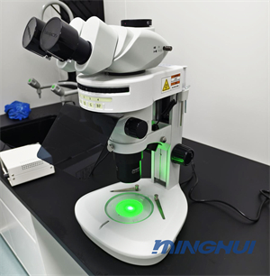 體視熒光顯微鏡MHZF700應用于果蠅熒光研究5.jpg