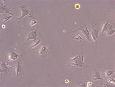 明慧NIB610倒置顯微鏡應用于細胞培養(yǎng)觀察 明慧NIB610倒置顯微鏡應用于細胞培養(yǎng)觀察