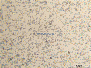 顯微鏡相機(jī)MHD1200用于蛋白晶體動(dòng)態(tài)與靜態(tài)拍攝研究