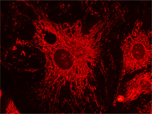NE910-FL科研級(jí)正置熒光顯微鏡應(yīng)用于廣州醫(yī)科大學(xué)