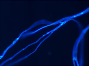 NE910-FL科研級(jí)正置熒光顯微鏡應(yīng)用于廣州醫(yī)科大學(xué)