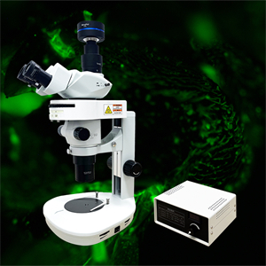 體視熒光顯微鏡MHZF700有攝像頭+效果圖